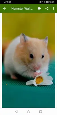 Hamster Wallpapers android App screenshot 0