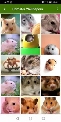 Hamster Wallpapers android App screenshot 2