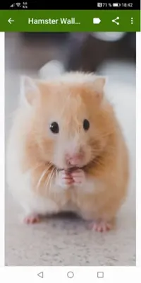 Hamster Wallpapers android App screenshot 3