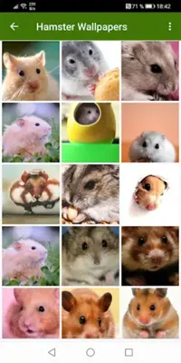 Hamster Wallpapers android App screenshot 7