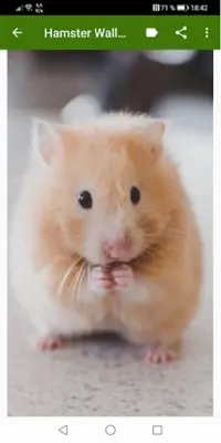 Hamster Wallpapers android App screenshot 8